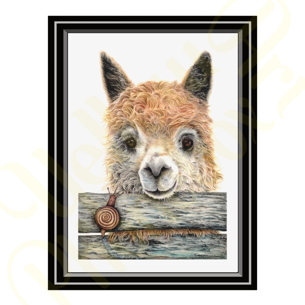 ‘Llampaca’ - Print From Original Artwork