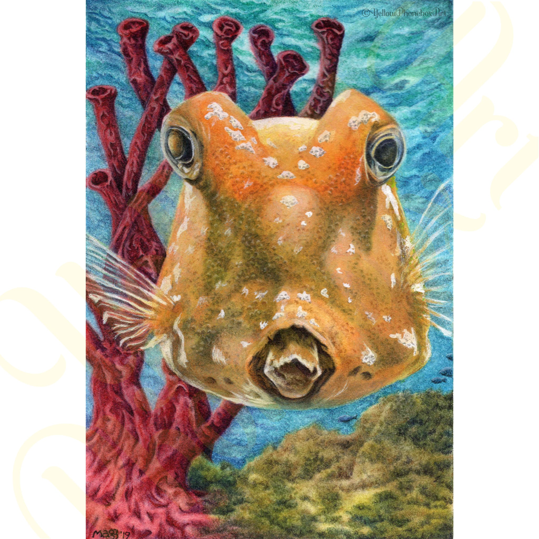 ‘Boxfish Are Cute Too!’ - Handmade Greeting Card With Envelope