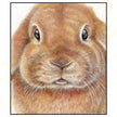 'Bunny' - Art Print from Original Artwork