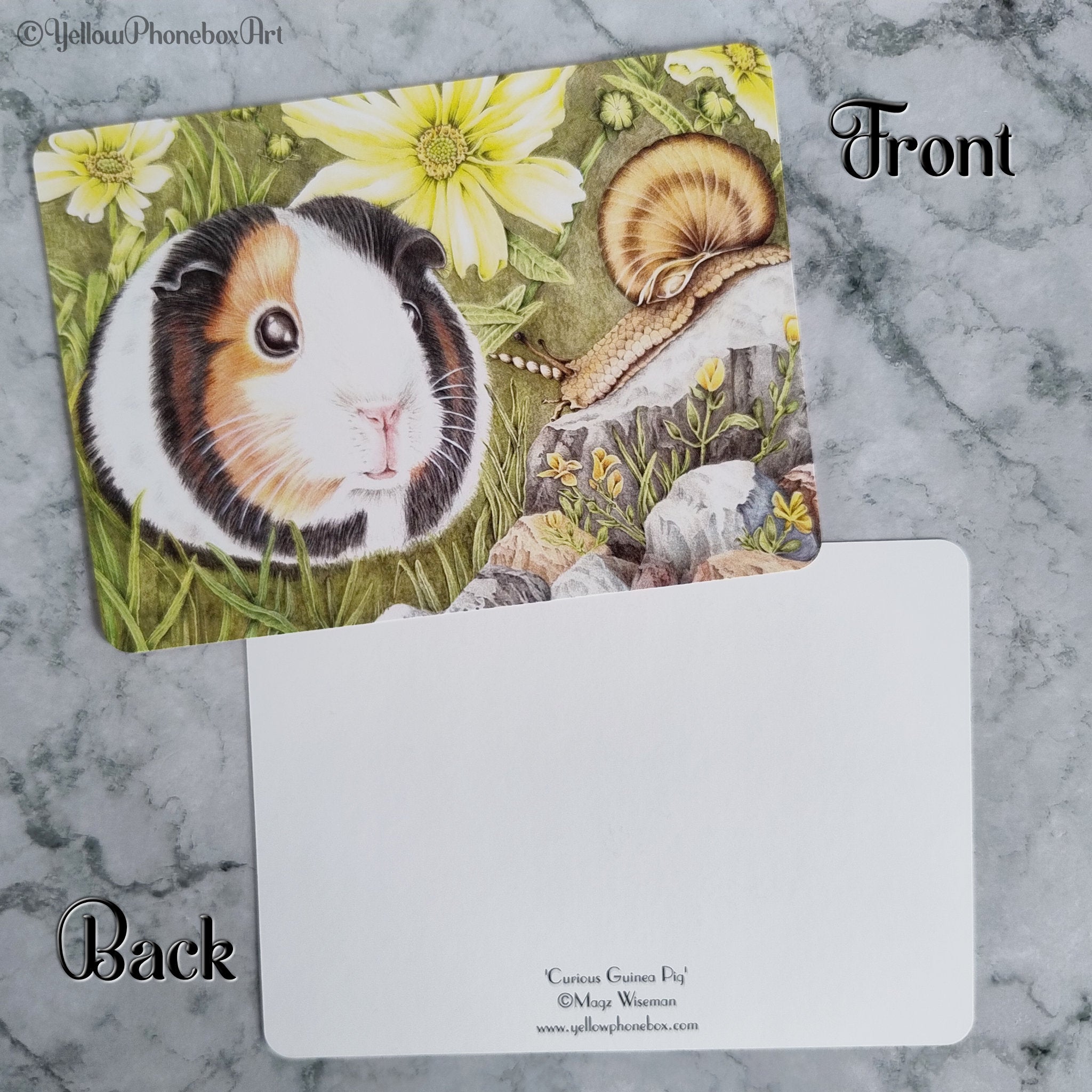 ‘Curious Guinea Pig’ - Matte Finish Postcard With Rounded Corners